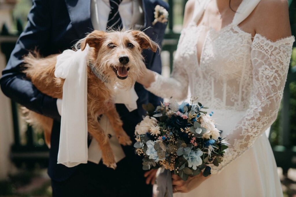 Entrega alianzas boda perro